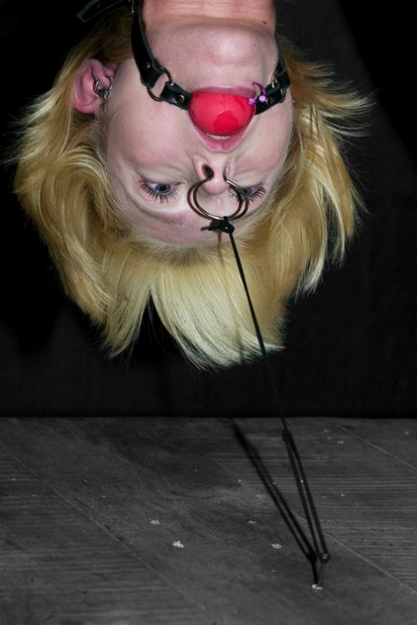 Submissive blonde babe Miss Kitty gets bound upside down and toyed